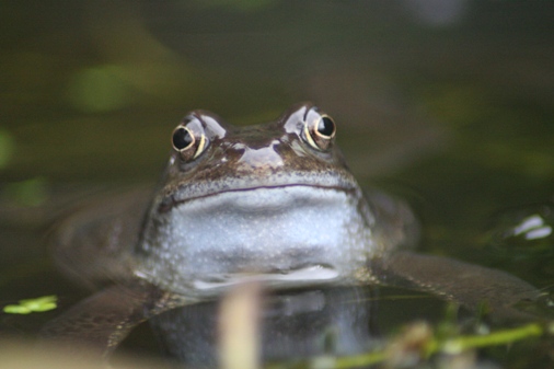 Frog