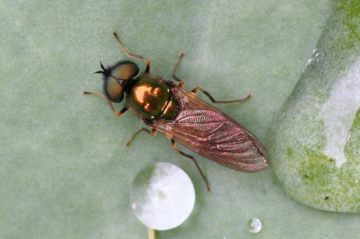 Insect on a leaf